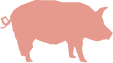 Duroc Pork